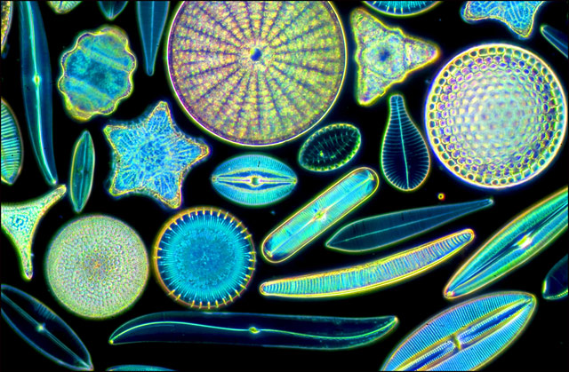Diatoms (400x).jpg